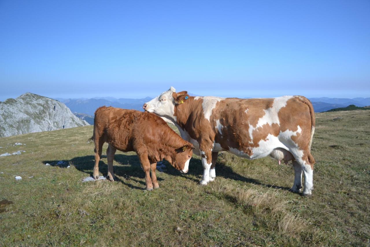 Gasthof Oberer Gesslbauer Stanz Im Murztal Zewnętrze zdjęcie